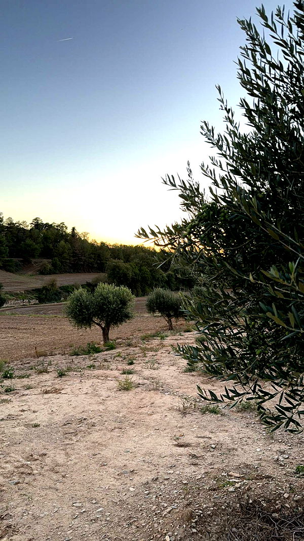 mathilda_bergs image ~ Altpins