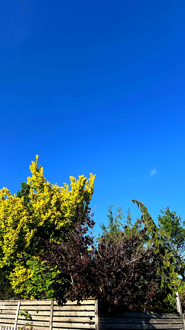 mathilda_bergs image ~ Altpins