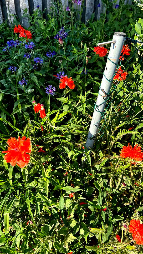 mathilda_bergs image ~ Altpins