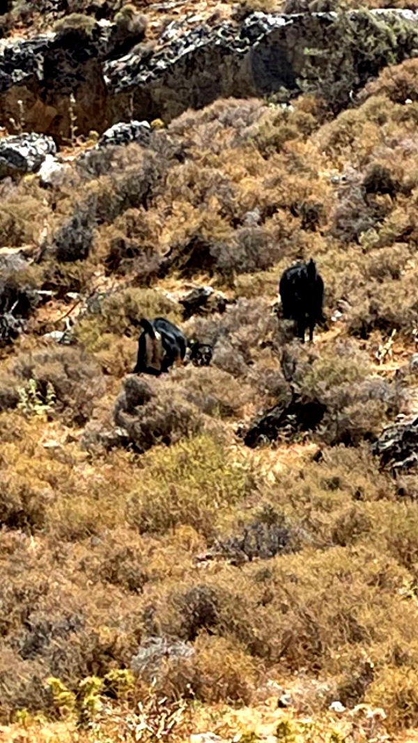 mathilda_bergs image ~ Altpins