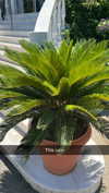 mathilda_bergs Altpins Profile Picture