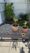 mathilda_bergs Altpins Profile Picture