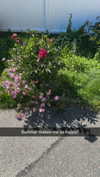 mathilda_bergs Altpins Profile Picture
