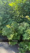 mathilda_bergs Altpins Profile Picture