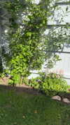 mathilda_bergs Altpins Profile Picture