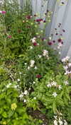 mathilda_bergs Altpins Profile Picture
