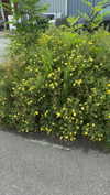 mathilda_bergs Altpins Profile Picture
