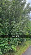 mathilda_bergs Altpins Profile Picture