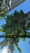 mathilda_bergs Altpins Profile Picture