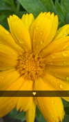 mathilda_bergs Altpins Profile Picture