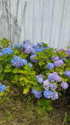 mathilda_bergs Altpins Profile Picture