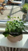 mathilda_bergs Altpins Profile Picture