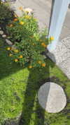 mathilda_bergs Altpins Profile Picture