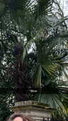 mathilda_bergs Altpins Profile Picture