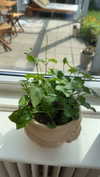 mathilda_bergs Altpins Profile Picture
