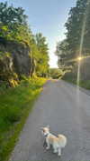 mathilda_bergs Altpins Profile Picture
