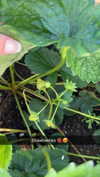 mathilda_bergs Altpins Profile Picture