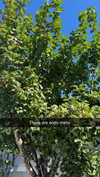 mathilda_bergs Altpins Profile Picture