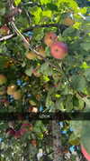 mathilda_bergs Altpins Profile Picture