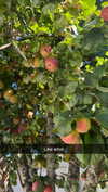 mathilda_bergs Altpins Profile Picture