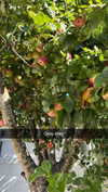 mathilda_bergs Altpins Profile Picture