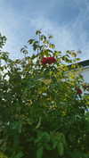 mathilda_bergs Altpins Profile Picture