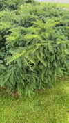 mathilda_bergs Altpins Profile Picture