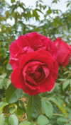 mathilda_bergs Altpins Profile Picture