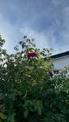 mathilda_bergs Altpins Profile Picture