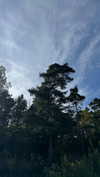 mathilda_bergs Altpins Profile Picture