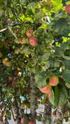 mathilda_bergs Altpins Profile Picture