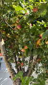 mathilda_bergs Altpins Profile Picture
