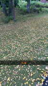 mathilda_bergs Altpins Profile Picture