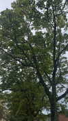 mathilda_bergs Altpins Profile Picture