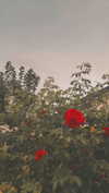 mathilda_bergs Altpins Profile Picture