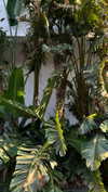 mathilda_bergs Altpins Profile Picture