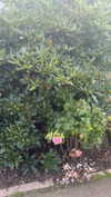 mathilda_bergs Altpins Profile Picture