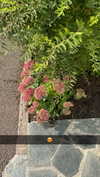 mathilda_bergs Altpins Profile Picture
