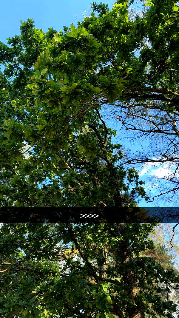 mathilda_bergs image ~ Altpins