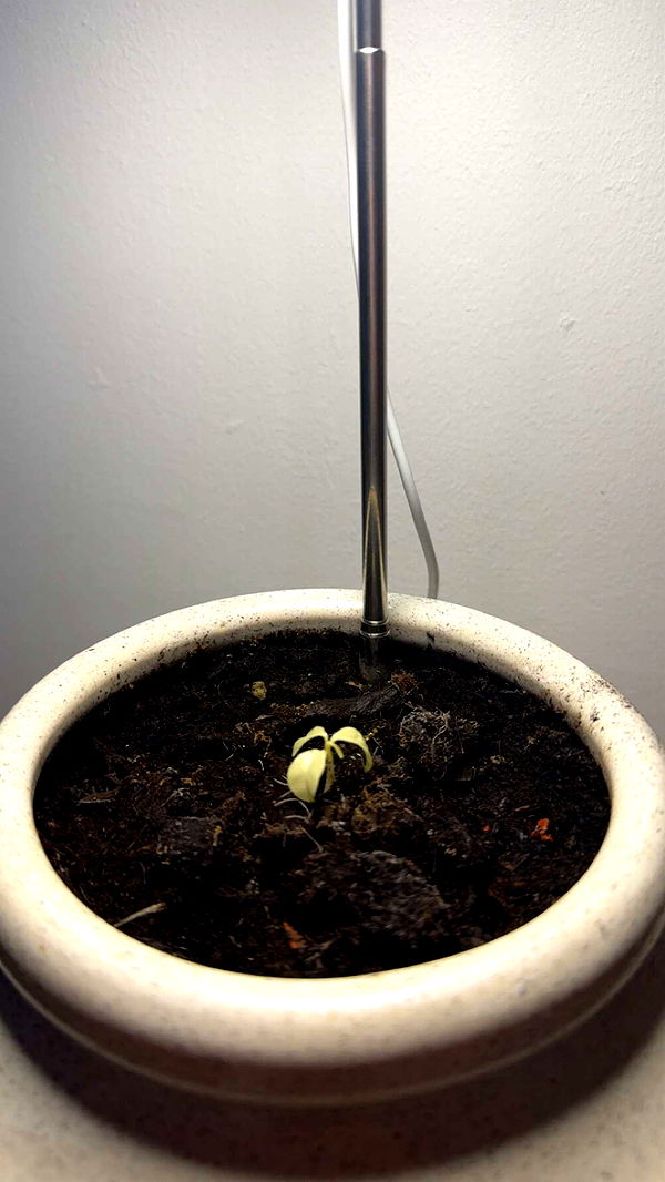 mathilda_bergs image ~ Altpins