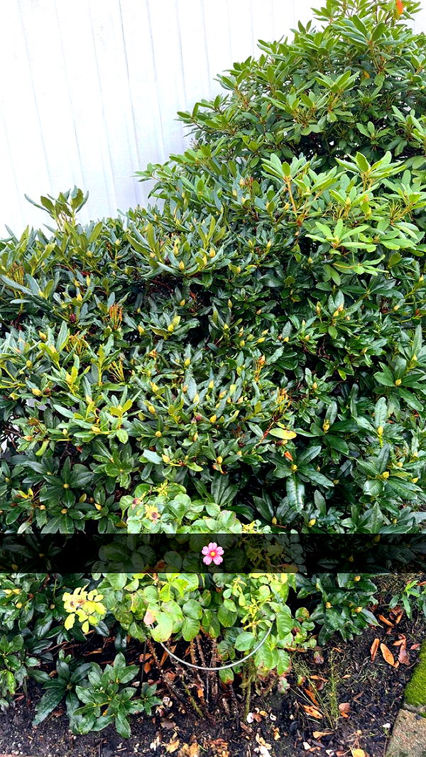 mathilda_bergs image ~ Altpins