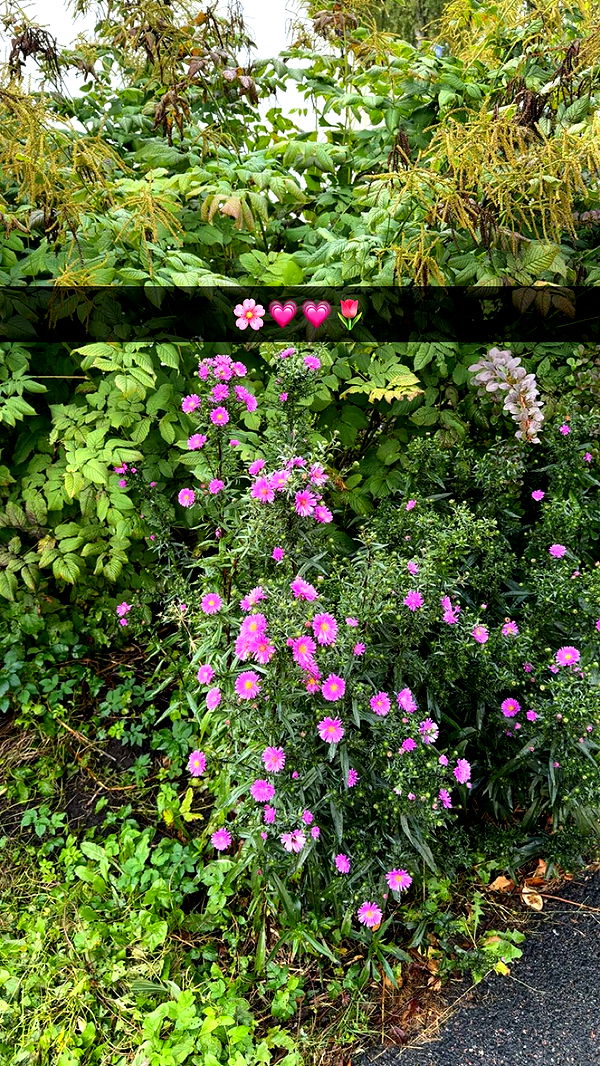 mathilda_bergs image ~ Altpins