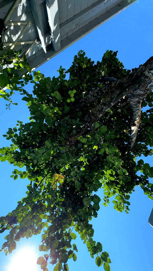 mathilda_bergs image ~ Altpins