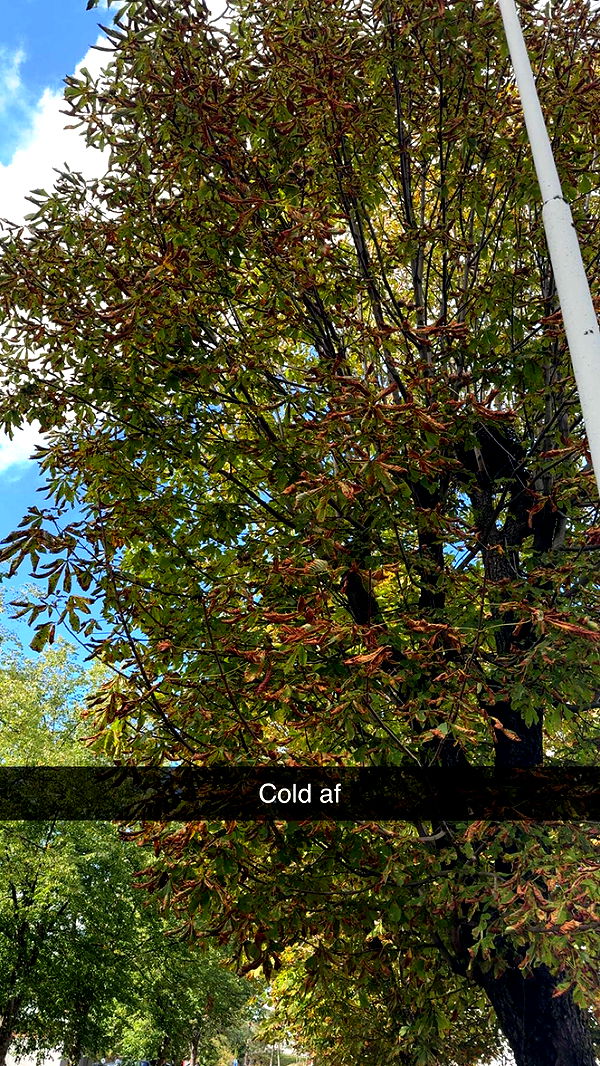 mathilda_bergs image ~ Altpins