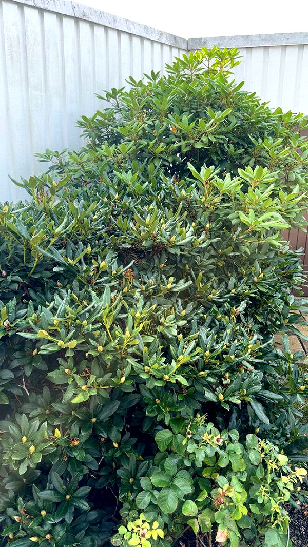 mathilda_bergs image ~ Altpins