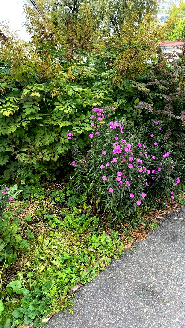 mathilda_bergs image ~ Altpins