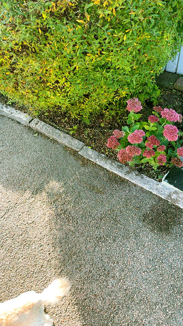 mathilda_bergs image ~ Altpins