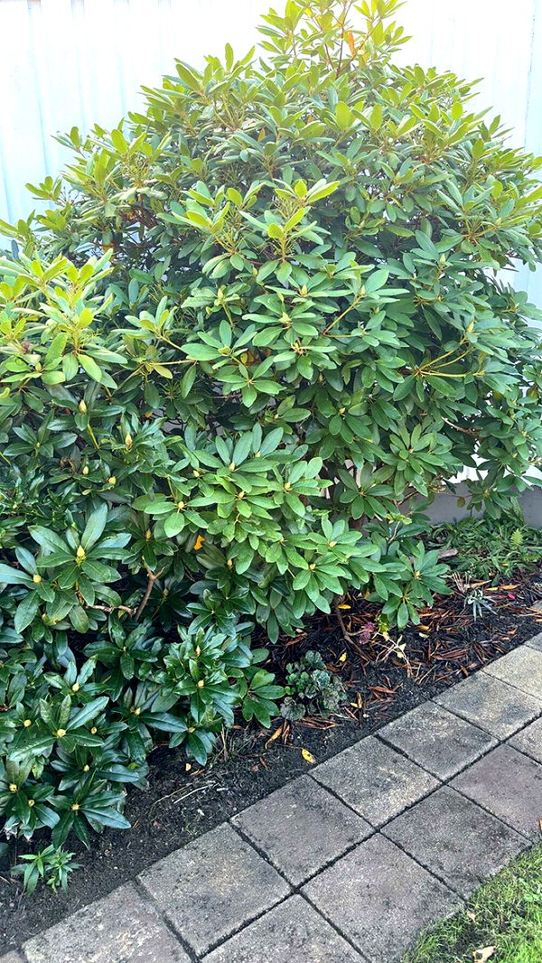 mathilda_bergs image ~ Altpins