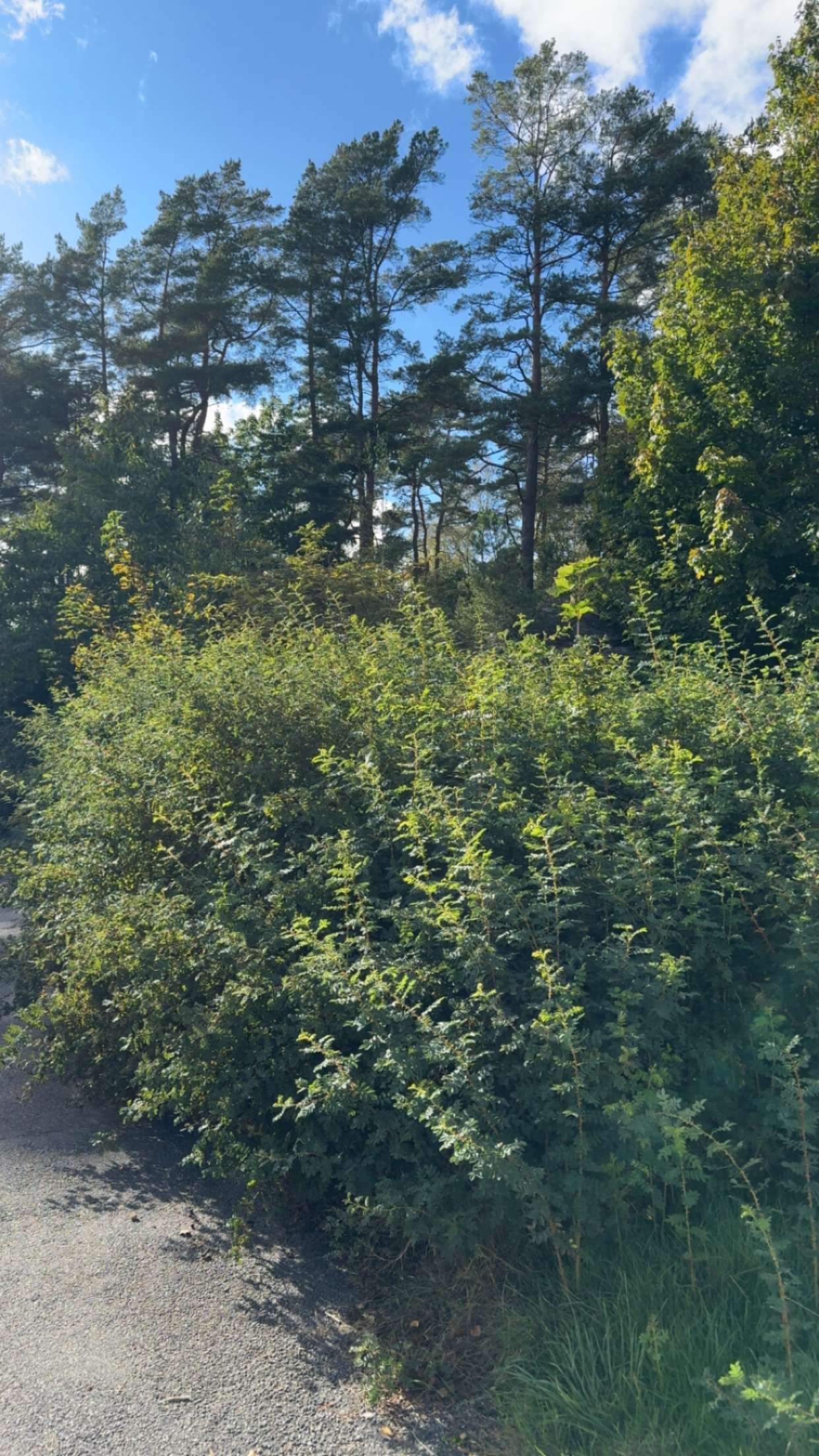 mathilda_bergs snapchat image archive image