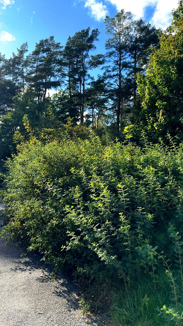 mathilda_bergs image ~ Altpins